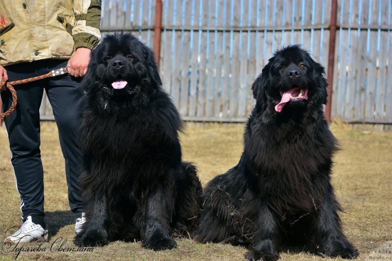 Фото: ньюфаундленд P'er Livi (Пьер Ливи), ньюфаундленд Russkaya Krasavica Nyura (Русская Красавица Нюра)