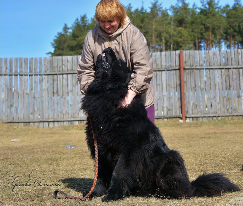 Фото: ньюфаундленд P'er Livi (Пьер Ливи)
