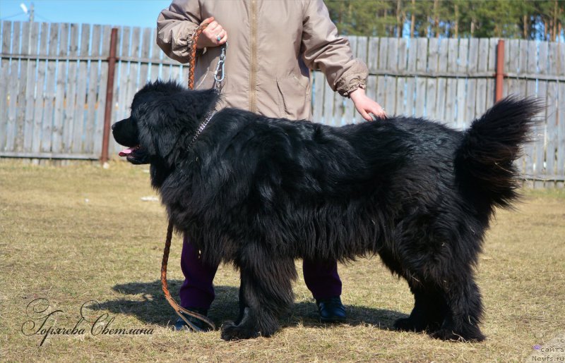 Фото: ньюфаундленд P'er Livi (Пьер Ливи)