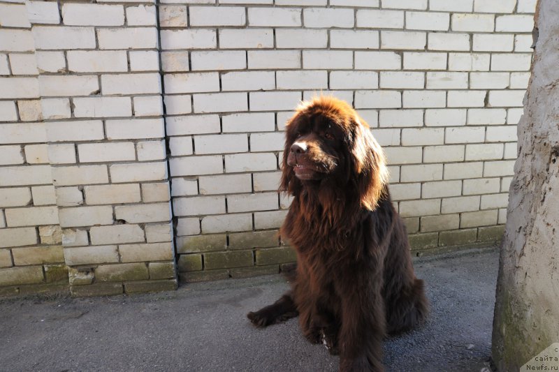 Фото: ньюфаундленд Hohotushka s Berega Dona (Хохотушка с Берега Дона)