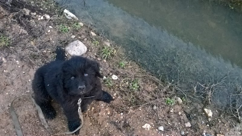 Фото: ньюфаундленд Ideal Taste of Victory (Идеал Тейст оф Виктори)