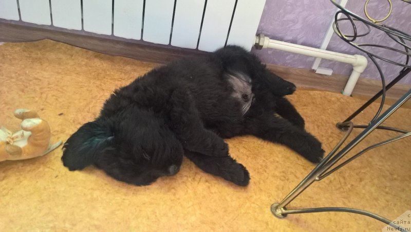 Фото: ньюфаундленд Ideal Taste of Victory (Идеал Тейст оф Виктори)