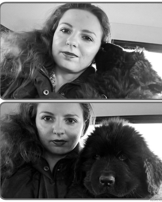 Фото: ньюфаундленд Ideal Taste of Victory (Идеал Тейст оф Виктори), Viktoriya Nescheret (Виктория Нещерет)