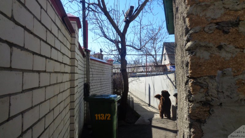 Фото: ньюфаундленд Hohotushka s Berega Dona (Хохотушка с Берега Дона)