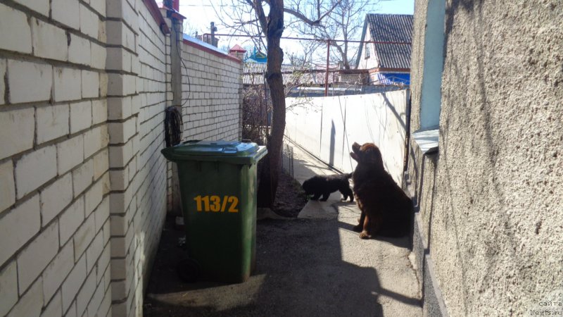 Фото: ньюфаундленд Hohotushka s Berega Dona (Хохотушка с Берега Дона)