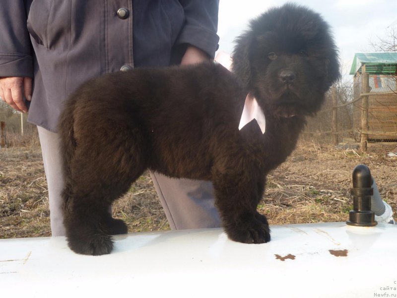 Фото: ньюфаундленд Irada Slavnaya Doch' Matveya (Ирада Славная Дочь Матвея)