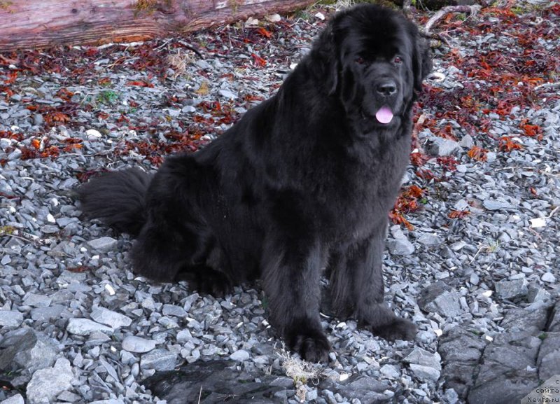 Фото: ньюфаундленд Chernaya Mafia Аngel Among Us (Черная Мафия Ангел Амонг Ус)