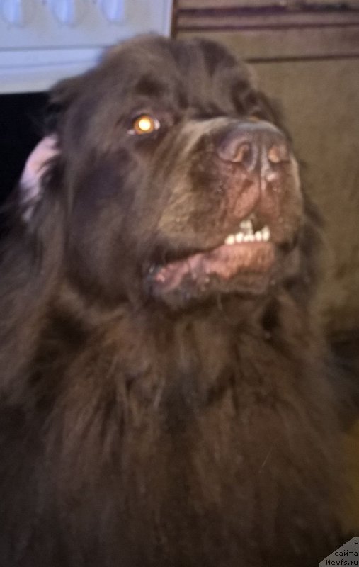 Фото: ньюфаундленд Brownblood MSK Zhanara Haya (Браунблад МСК Жанара Хайя)
