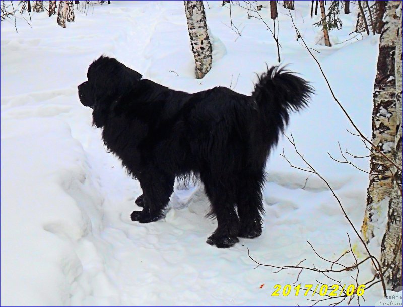 Фотография № 223497