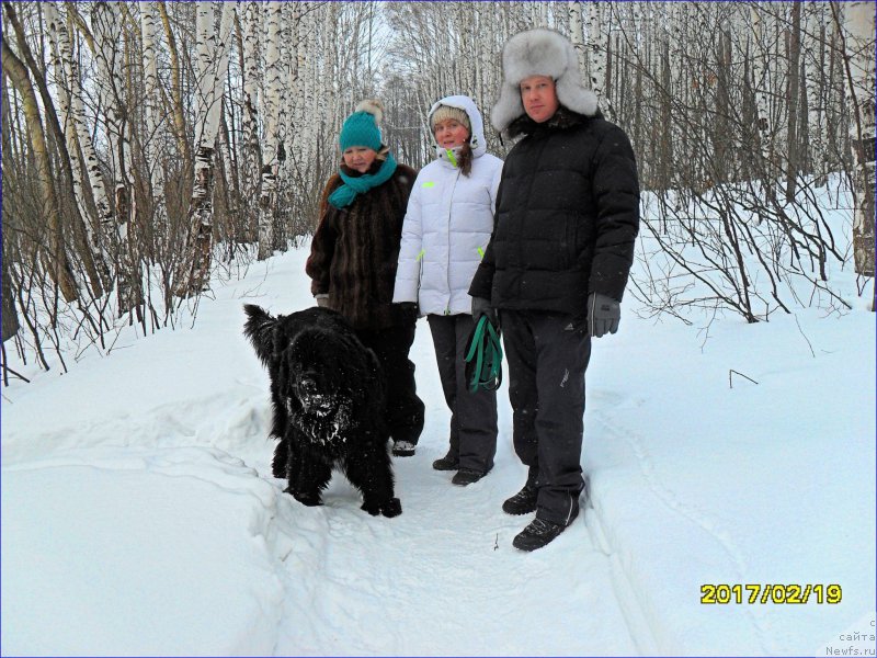 Фото: ньюфаундленд Super Bizon Norberto (Супер Бизон Норберто)