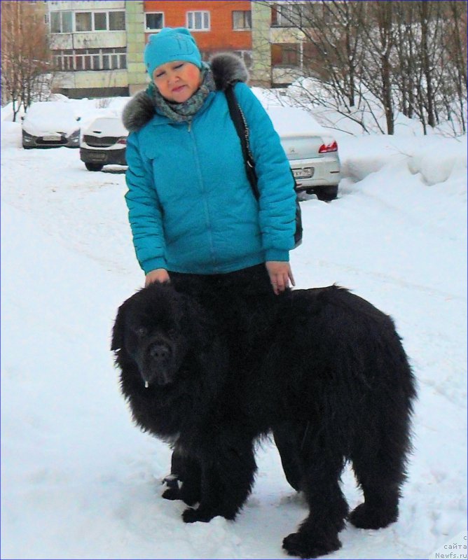 Фото: ньюфаундленд Super Bizon Norberto (Супер Бизон Норберто)