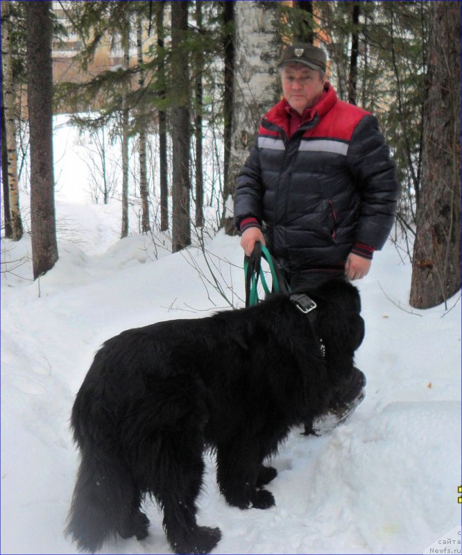 Фото: ньюфаундленд Super Bizon Norberto (Супер Бизон Норберто)
