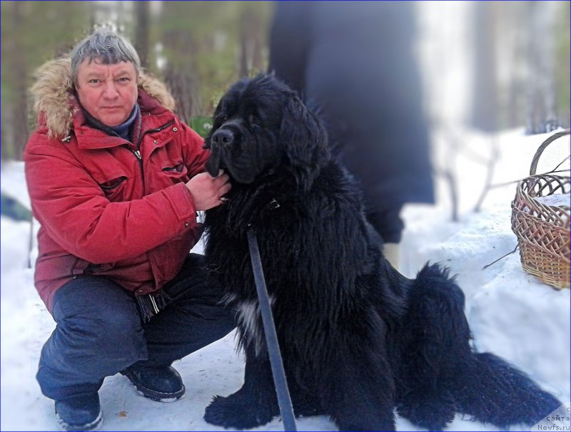 Фото: ньюфаундленд Super Bizon Norberto (Супер Бизон Норберто)