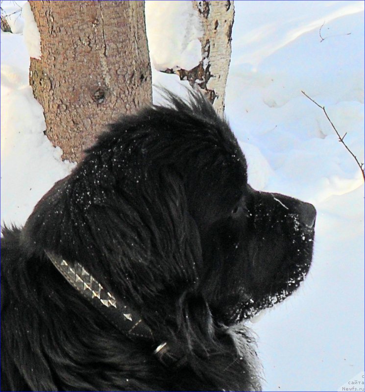 Фото: ньюфаундленд Super Bizon Norberto (Супер Бизон Норберто)