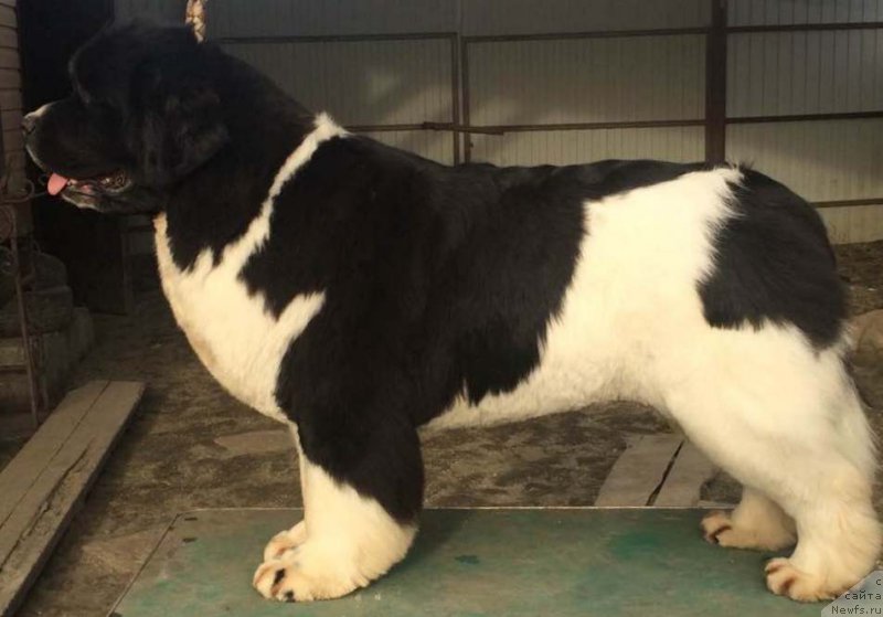 Фото: ньюфаундленд Akvian Song Rosemary (Аквиан Сонг Розмари)