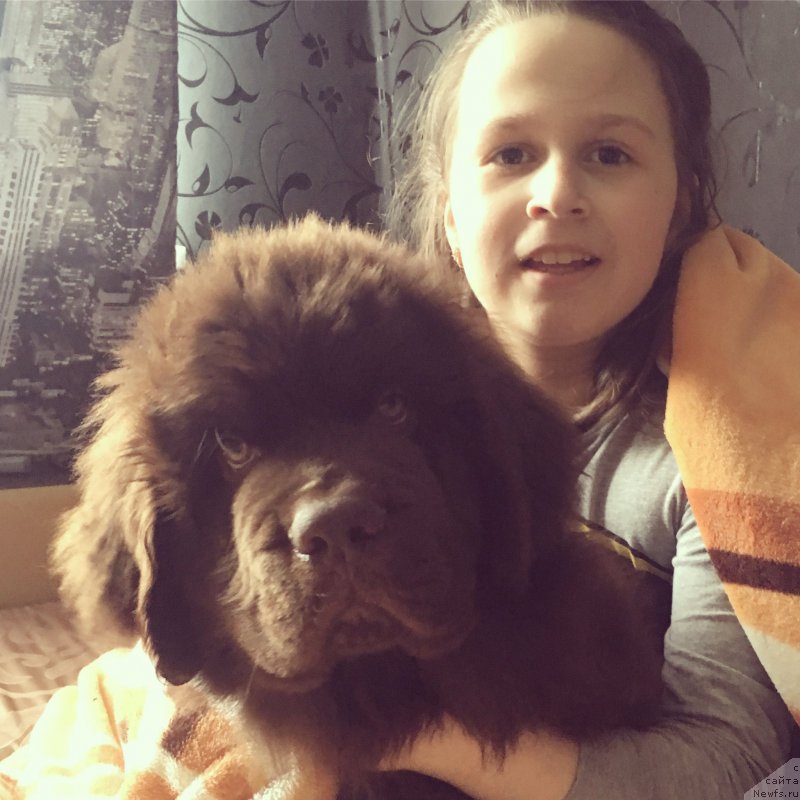 Фото: ньюфаундленд Brownblood MSK Larchie Ardon (Браунблад МСК Ларчи Ардон)