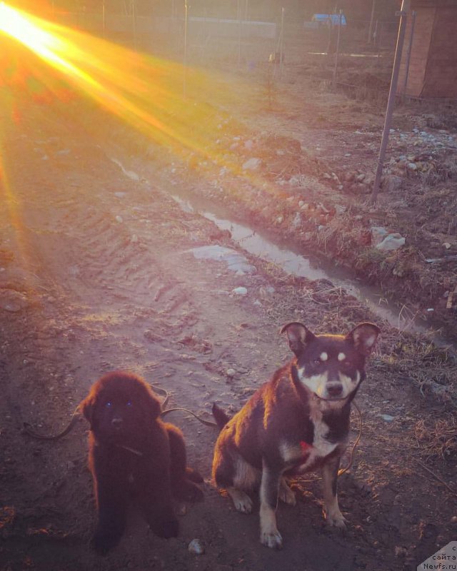 Фото: ньюфаундленд Ideal Taste of Victory (Идеал Тейст оф Виктори)