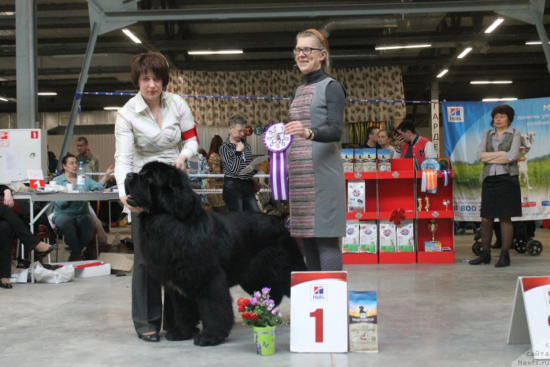 Фото: ньюфаундленд Huode Shen Aristotel (Хуодэ Шень Аристотель), Svetlana Vasil'chuk (Светлана Васильчук)