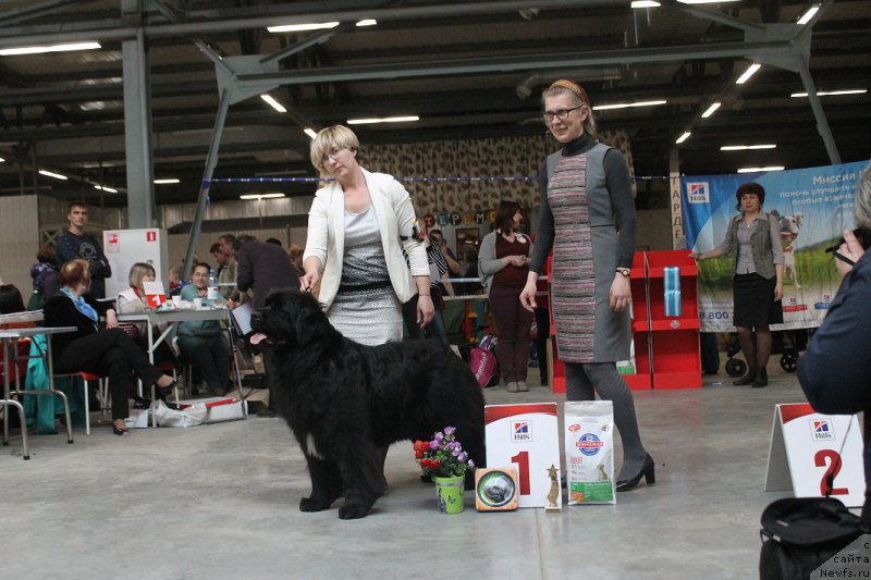 Фото: ньюфаундленд Yutlandia ot Sibirskogo Medvedja (Ютландия от Сибирского Медведя), Valeriya Rakuta (Валерия Ракута)
