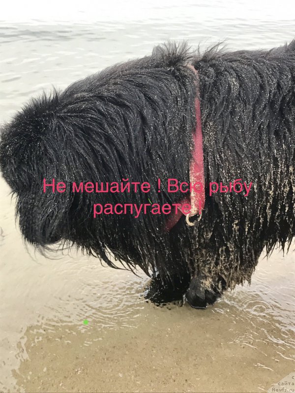 Фото: ньюфаундленд Brownblood MSK Harita Havva (Браунблад МСК Харита Хавва)