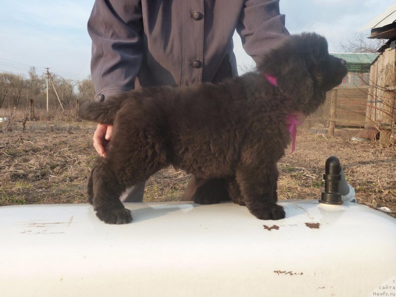 Фото: ньюфаундленд Imidja Bereginya (Имиджа Берегиня)