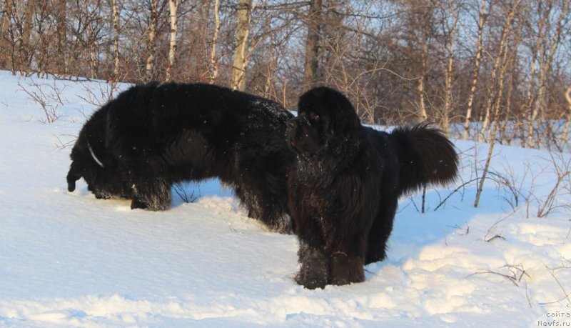 Фото: ньюфаундленд Daymond King (Даймонд Кинг)