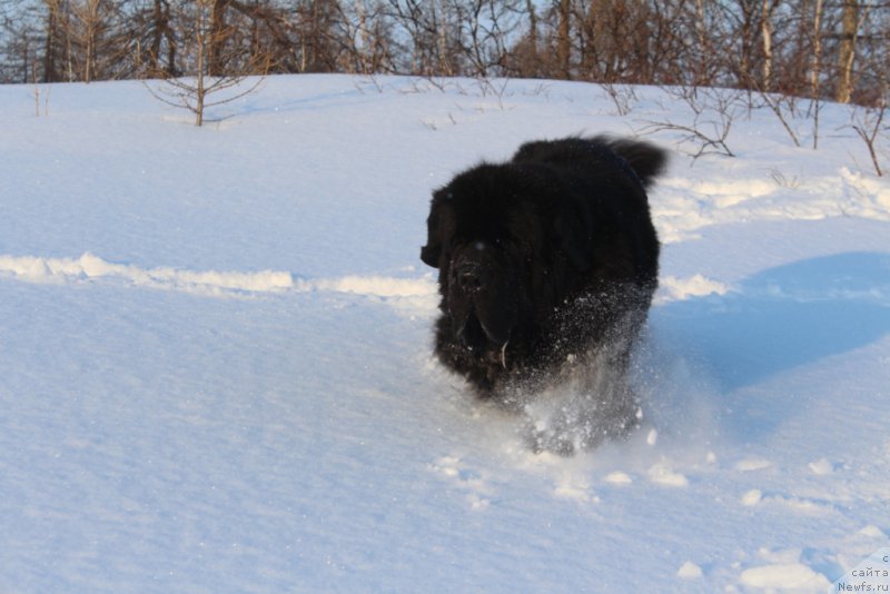 Фото: ньюфаундленд Beguschaya po Volnam Zero Kool (Бегущая по Волнам Зеро Коол)