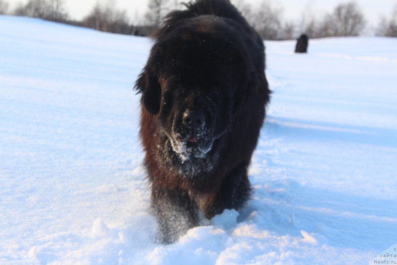 Фото: ньюфаундленд Daymond King (Даймонд Кинг)