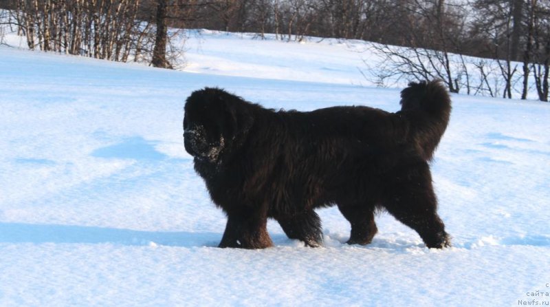 Фото: ньюфаундленд Daymond King (Даймонд Кинг)