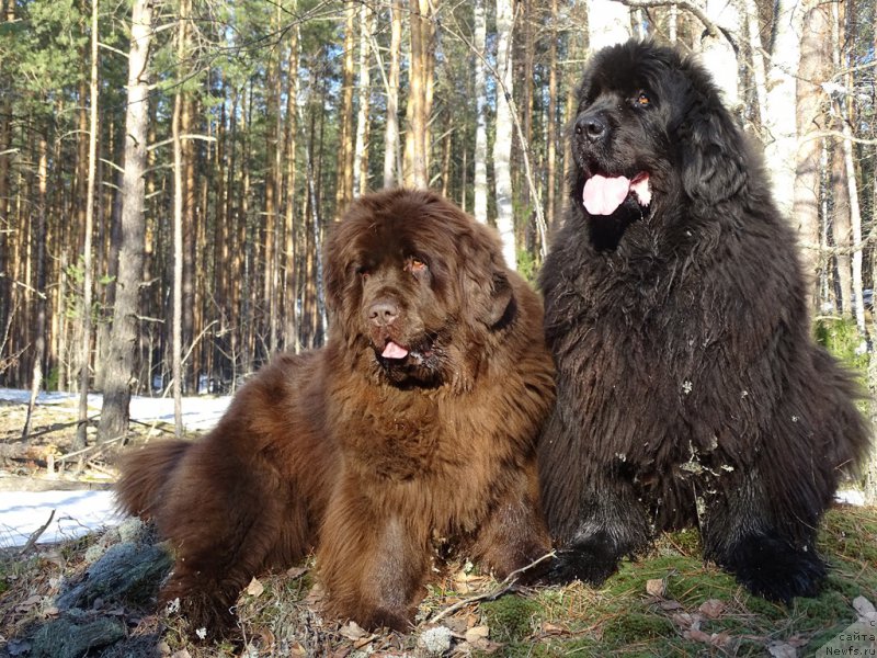 Фотография № 223556