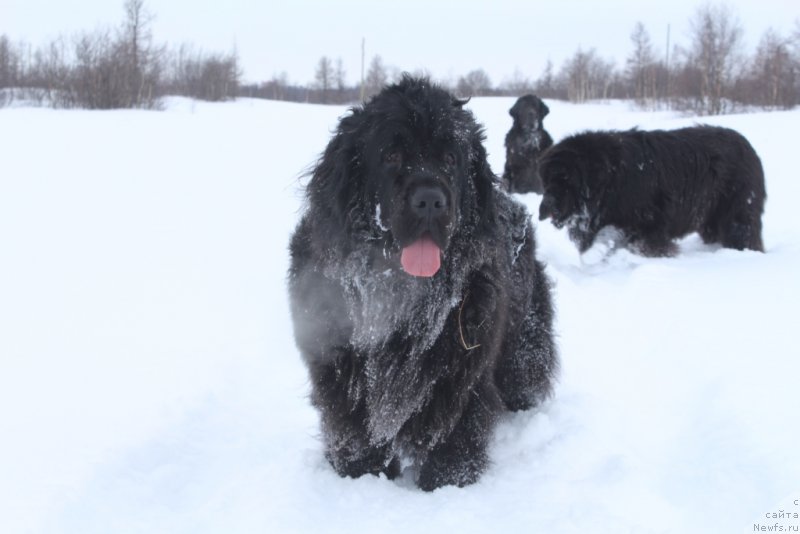 Фото: ньюфаундленд Ariel' Princess of ze Sii (Ариель Принцесс оф зе Сии)