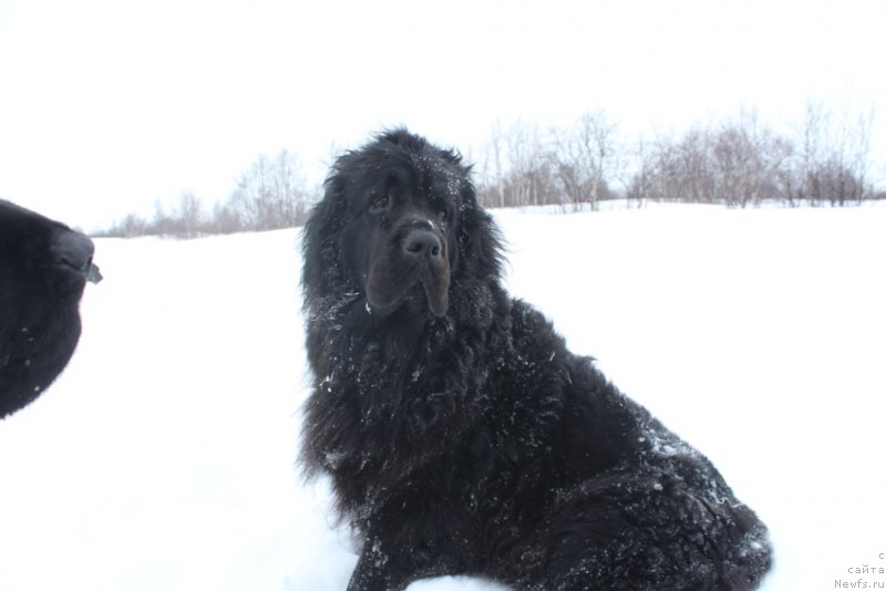 Фото: ньюфаундленд Ariel' Princess of ze Sii (Ариель Принцесс оф зе Сии)