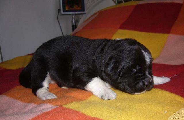 Фото: ньюфаундленд Super Bizon Gudvin (Супер Бизон Гудвин)