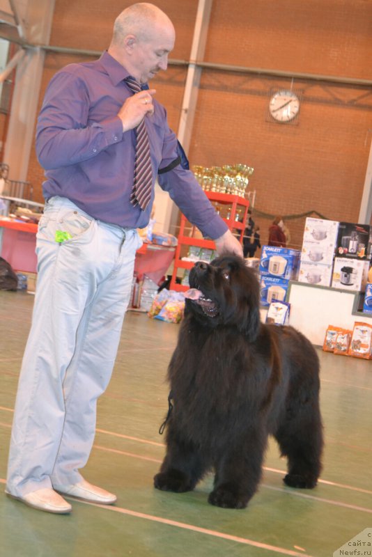 Фото: ньюфаундленд Mnogolikaya Boginya Manifik (Многоликая Богиня Манифик)