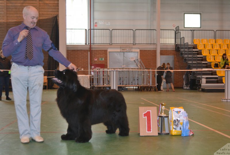 Фото: ньюфаундленд Mnogolikaya Boginya Manifik (Многоликая Богиня Манифик)
