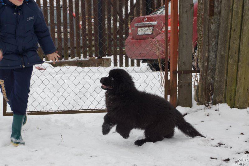 Фото: ньюфаундленд Belkonder-Klab Perigey (Белкондер-Клаб Перигей)