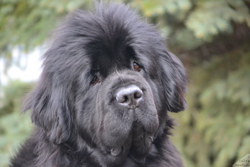 Фото: ньюфаундленд Mnogolikaya Boginya Manifik (Многоликая Богиня Манифик)