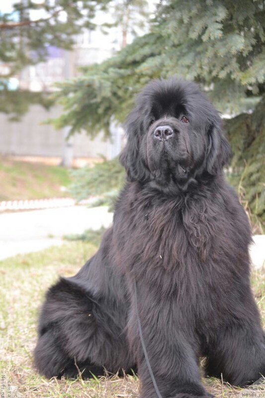 Фото: ньюфаундленд Mnogolikaya Boginya Manifik (Многоликая Богиня Манифик)