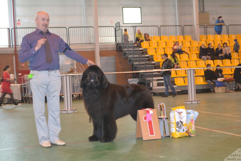 Фото: ньюфаундленд Nazar Vyatskiy Medved (Назар Вятский Медведь)