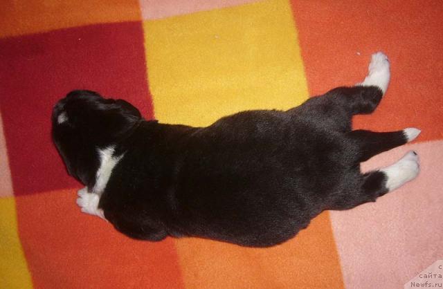 Фото: ньюфаундленд Super Bizon Gudvin (Супер Бизон Гудвин)