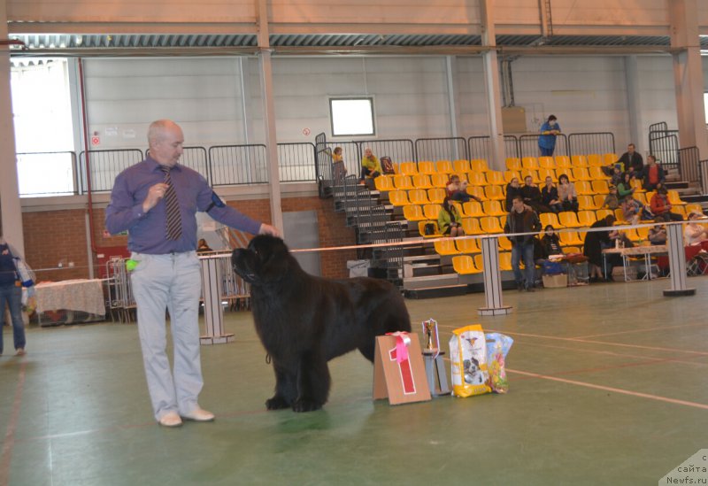 Фото: ньюфаундленд Nazar Vyatskiy Medved (Назар Вятский Медведь)