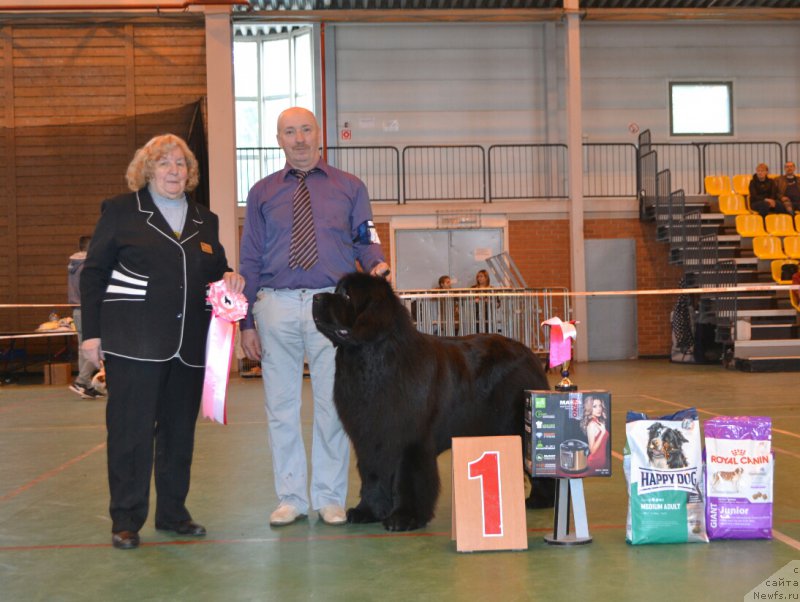 Фото: ньюфаундленд Nazar Vyatskiy Medved (Назар Вятский Медведь)
