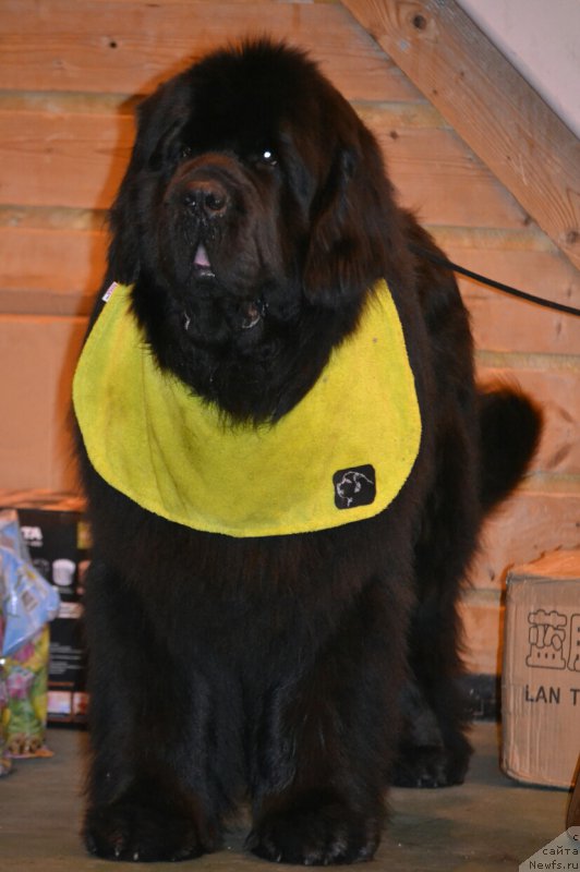 Фото: ньюфаундленд Nazar Vyatskiy Medved (Назар Вятский Медведь)