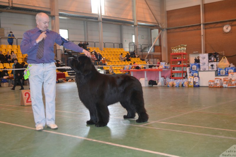 Фото: ньюфаундленд Nazar Vyatskiy Medved (Назар Вятский Медведь)