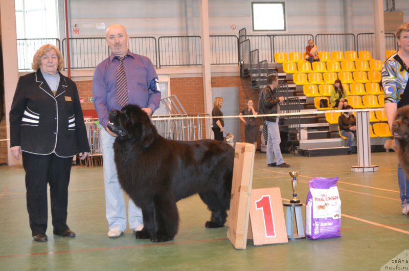 Фото: ньюфаундленд Nazar Vyatskiy Medved (Назар Вятский Медведь)
