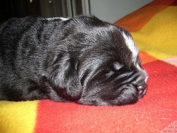 Фото: ньюфаундленд Super Bizon Gudvin (Супер Бизон Гудвин)