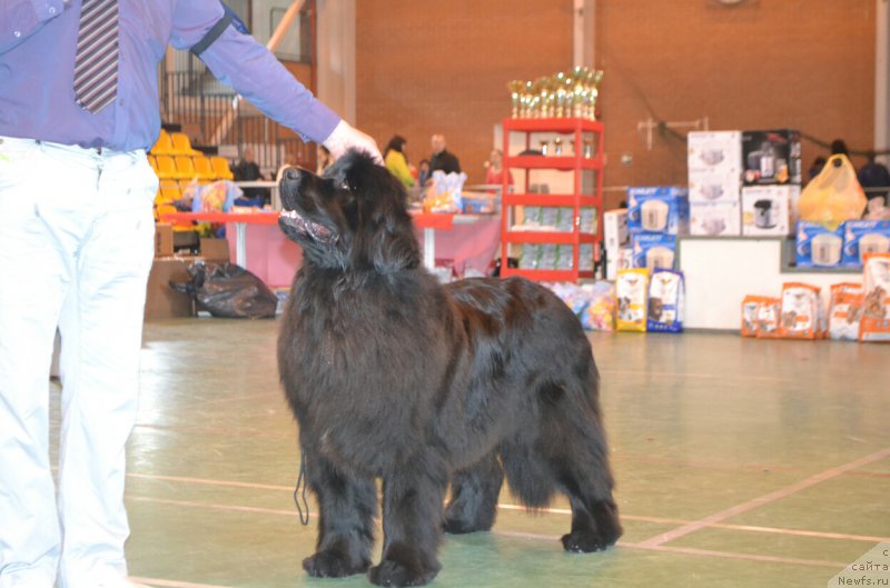 Фото: ньюфаундленд Noel Naslednitsa Vyatskiy Medved (Ноэль Наследница Вятских Медведей)