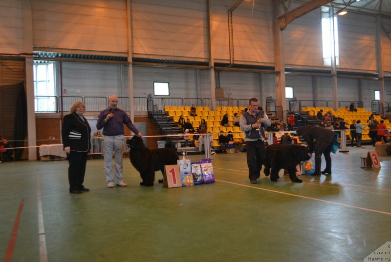 Фото: ньюфаундленд Noel Naslednitsa Vyatskiy Medved (Ноэль Наследница Вятских Медведей)