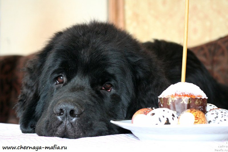 Фото: ньюфаундленд Chernaya Mafia Because I Am Worth It (Черная Мафия Бекаусе И Ам Вортх Ит)