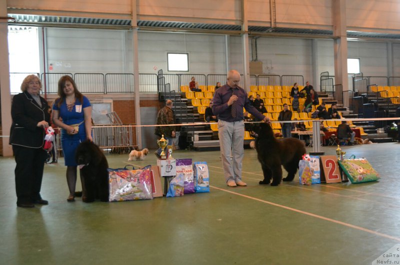 Фото: ньюфаундленд Sent Djons Exclusive (Сент Джонс Эксклюзив)